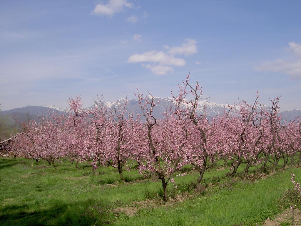 Agriturismo Il Frutto Permesso Bibiana Esterno foto