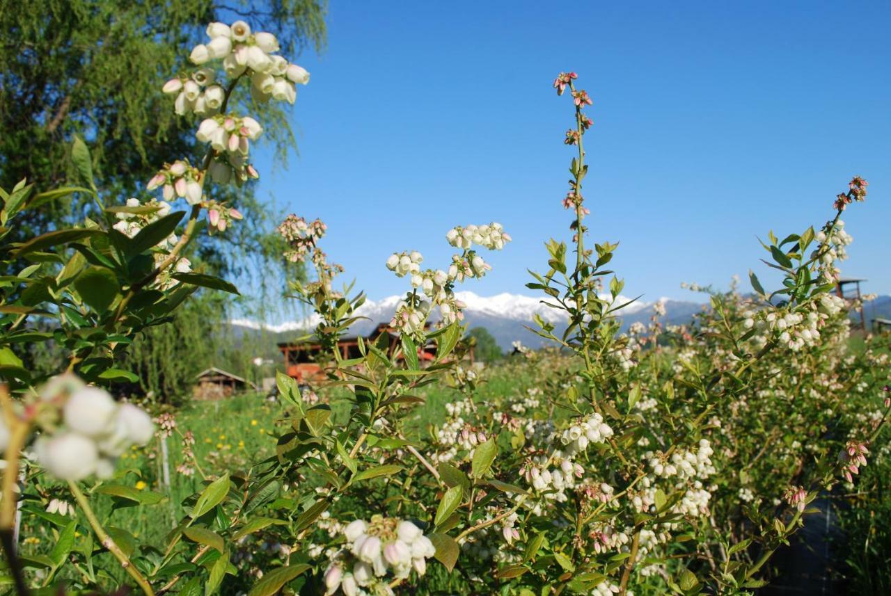 Agriturismo Il Frutto Permesso Villa Bibiana Esterno foto